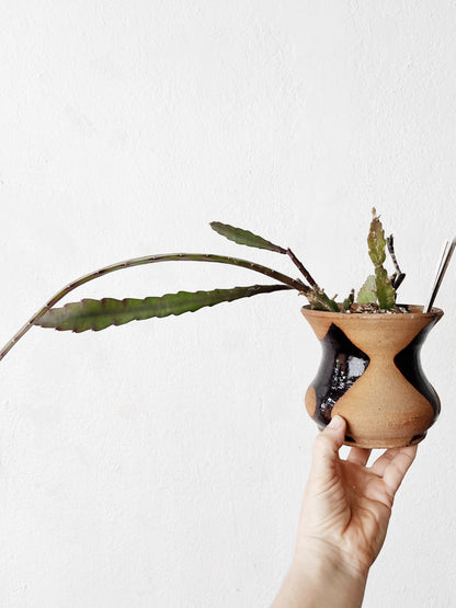 Rare Epiphylum Cactus Potted in Handmade Ceramic