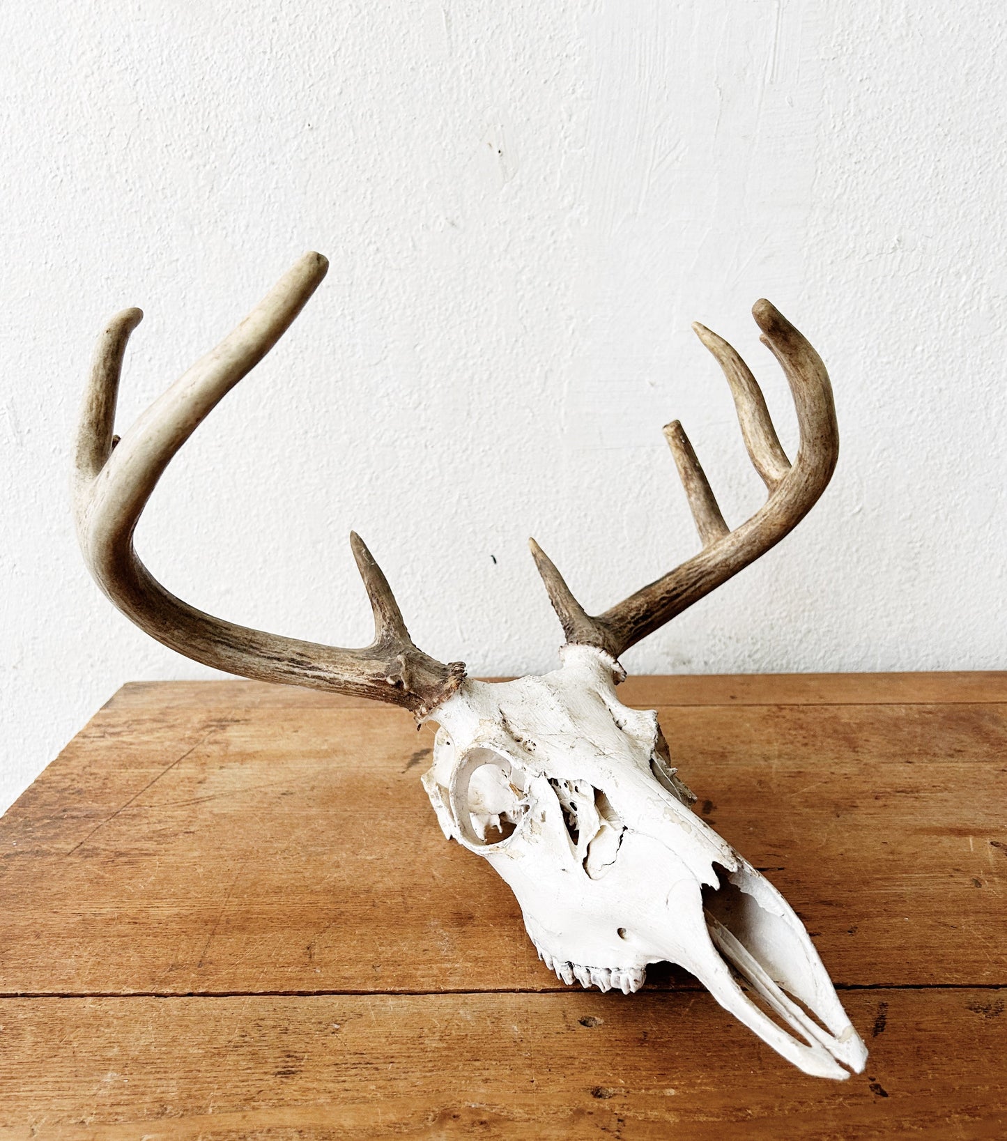 Deer Skull with Antlers