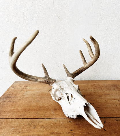 Deer Skull with Antlers