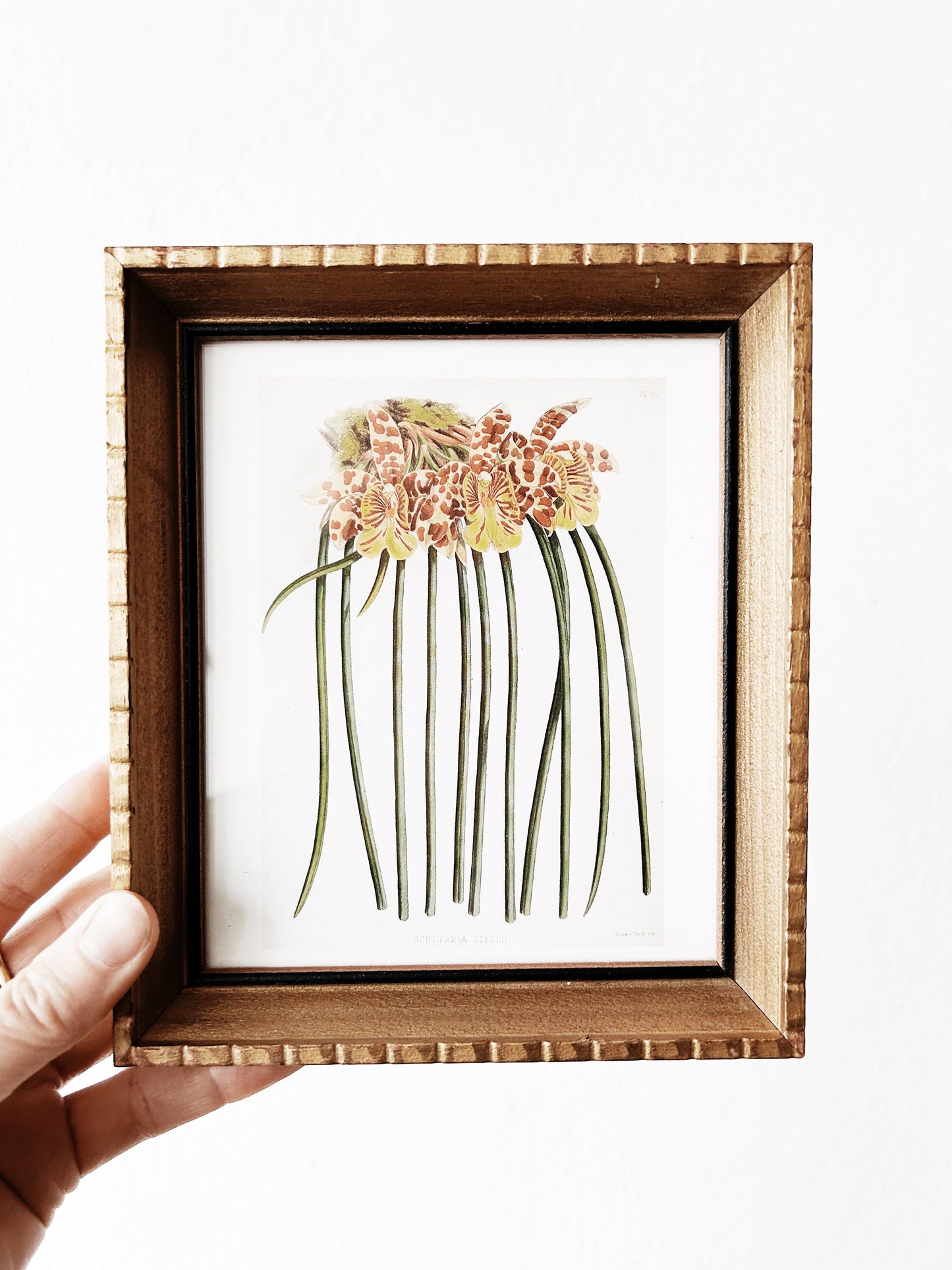 Vintage Framed Botanical Print