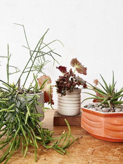 Aloe Bellatula in Vintage Ceramic