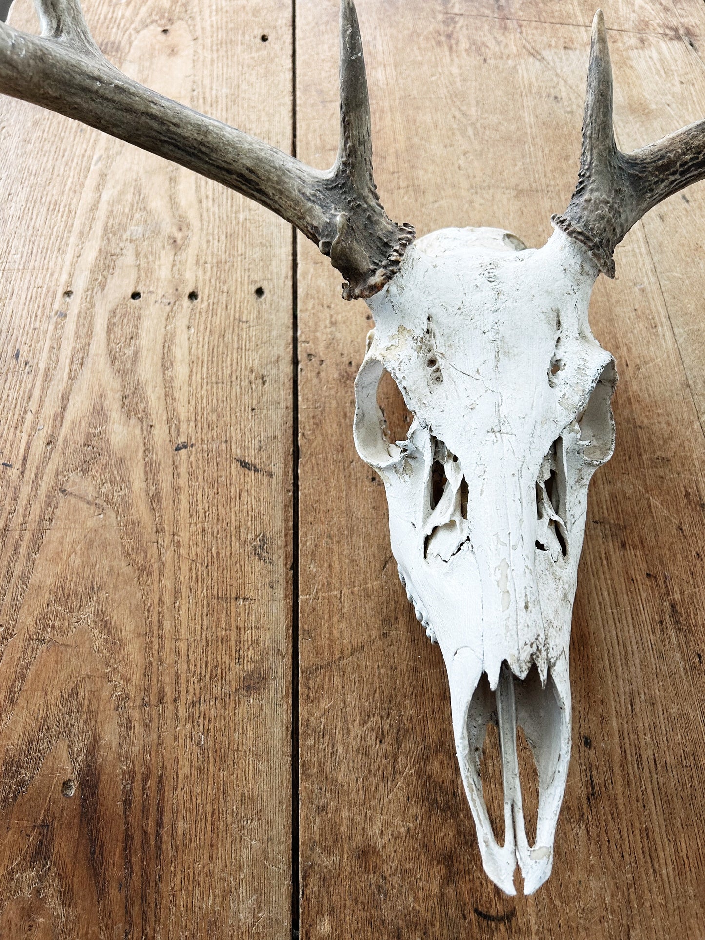 Deer Skull with Antlers