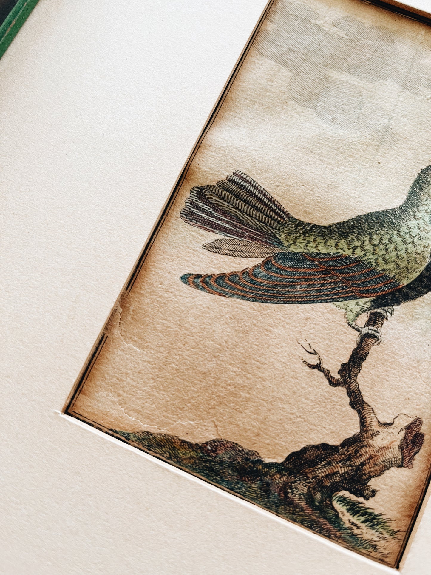 Antique German Hummingbird Plate