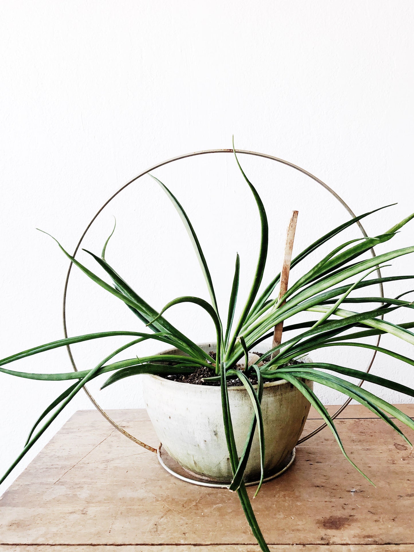 Vintage Minimal Brass Circle Plant Hanger