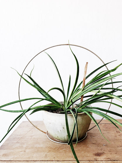 Vintage Minimal Brass Circle Plant Hanger