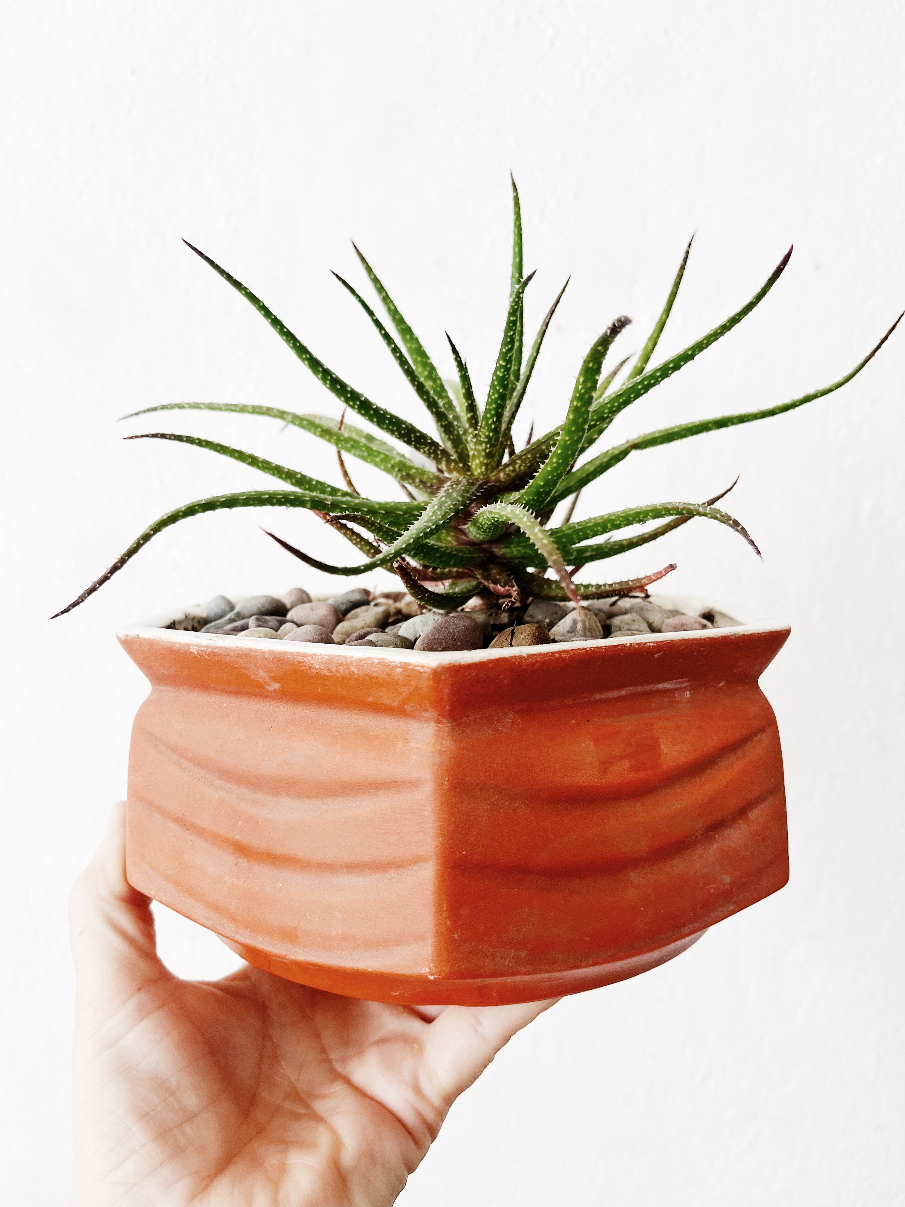 Aloe Bellatula in Vintage Ceramic