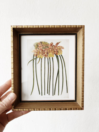 Vintage Framed Botanical Print