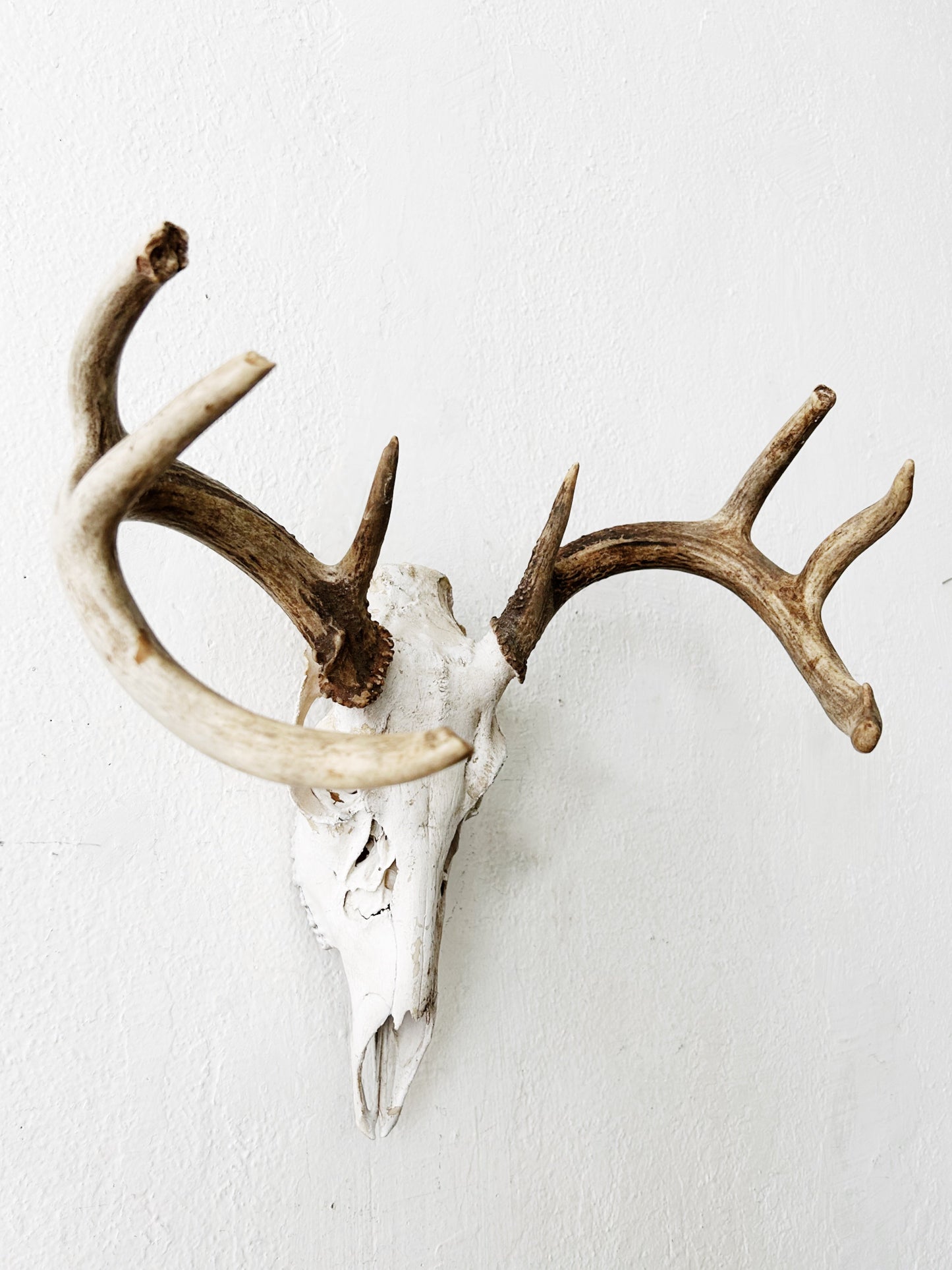 Deer Skull with Antlers