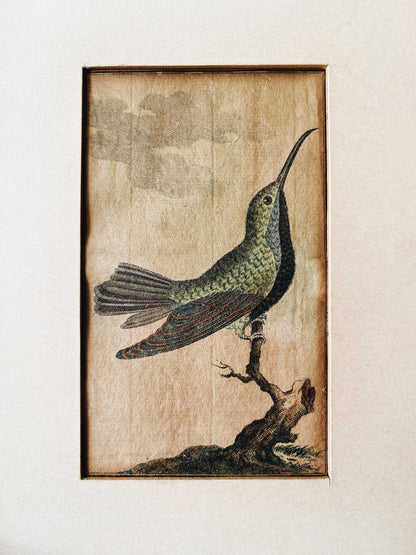 Antique German Hummingbird Plate