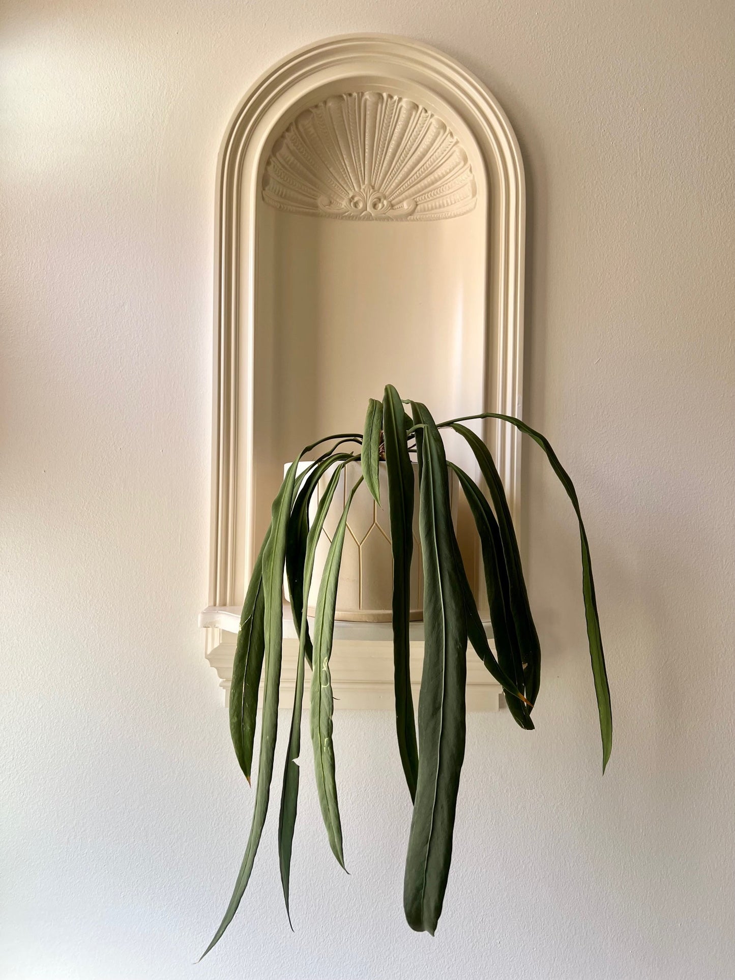 Anthurium Vittarifolium in Clay