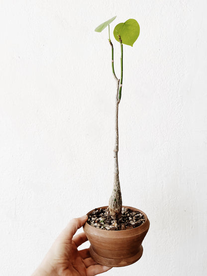 Pseudobombax Ellipticum  in Clay