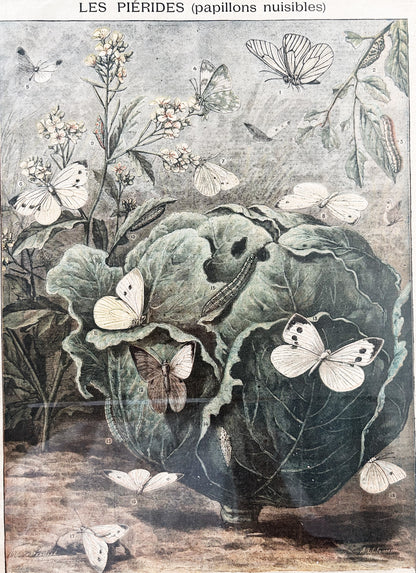 Antique Large French Botanical Print