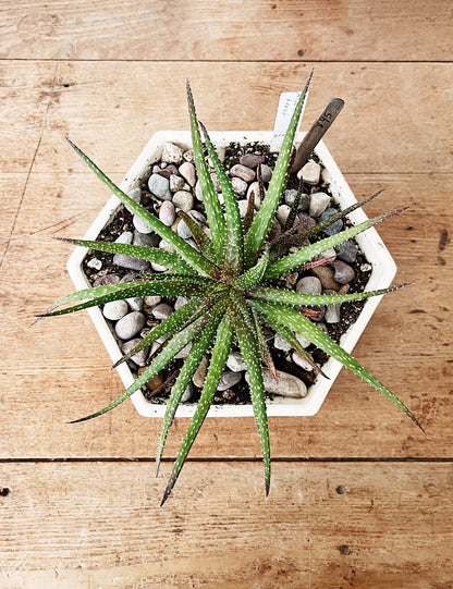 Aloe Bellatula in Vintage Ceramic