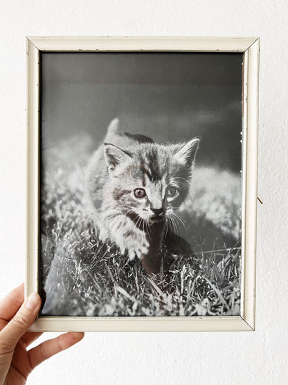 Vintage Enlarged Framed Kitten Photo