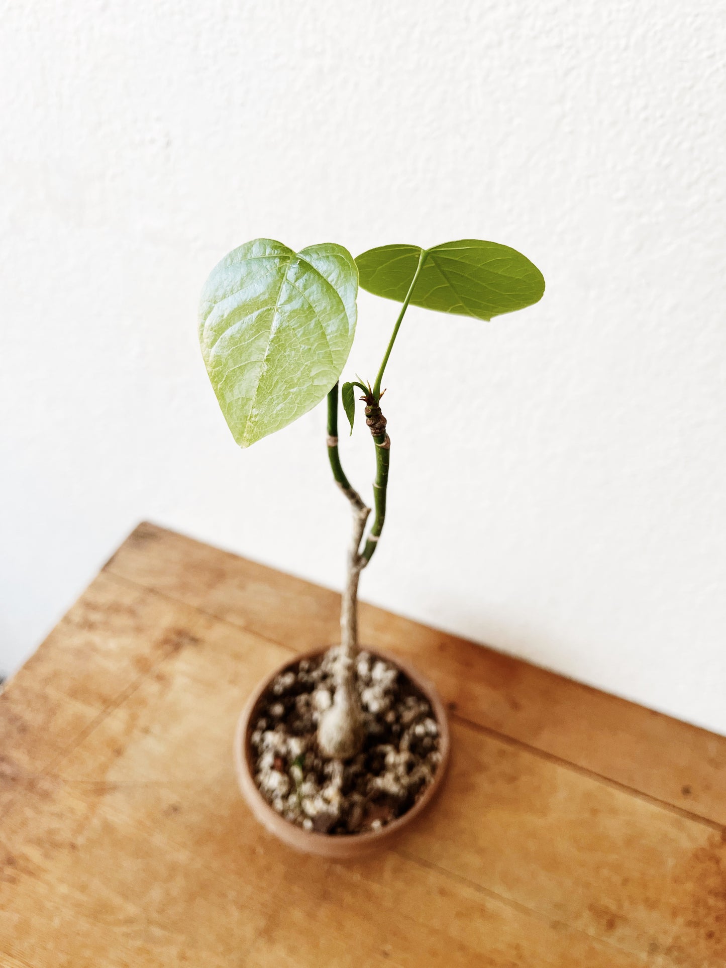 Pseudobombax Ellipticum  in Clay
