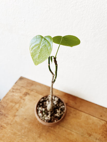 Pseudobombax Ellipticum  in Clay