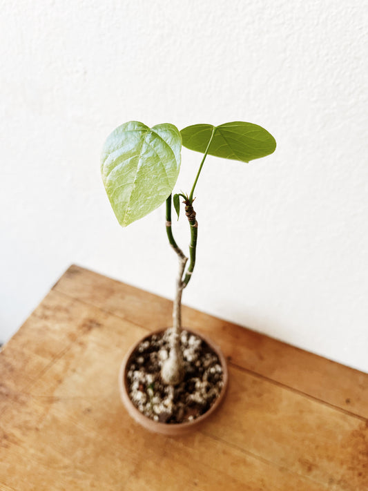 Pseudobombax Ellipticum  in Clay
