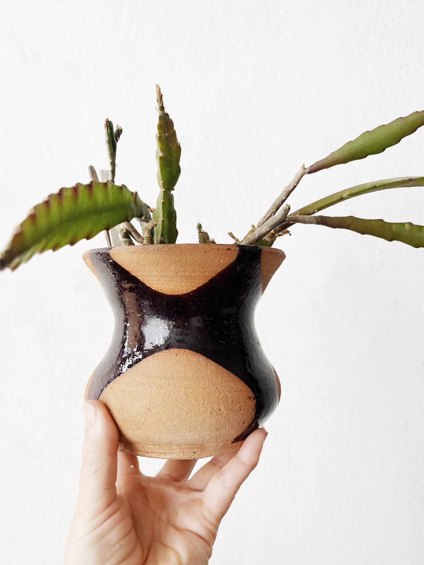 Rare Epiphylum Cactus Potted in Handmade Ceramic
