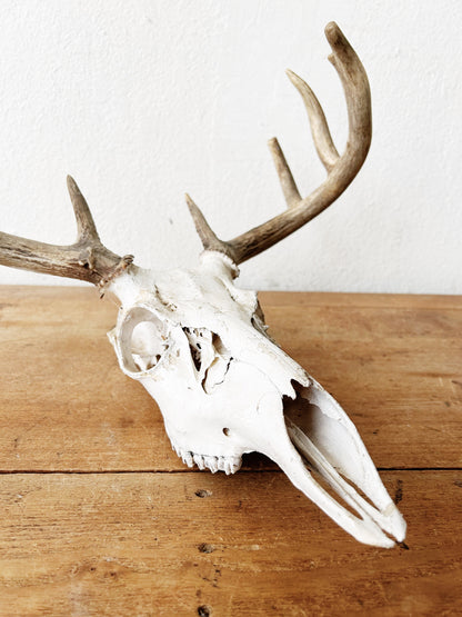 Deer Skull with Antlers