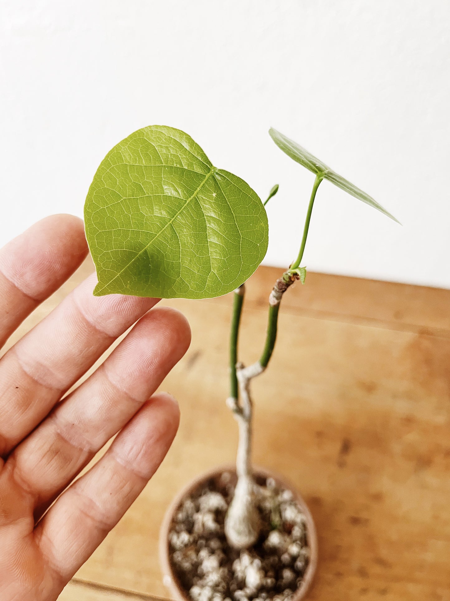Pseudobombax Ellipticum  in Clay