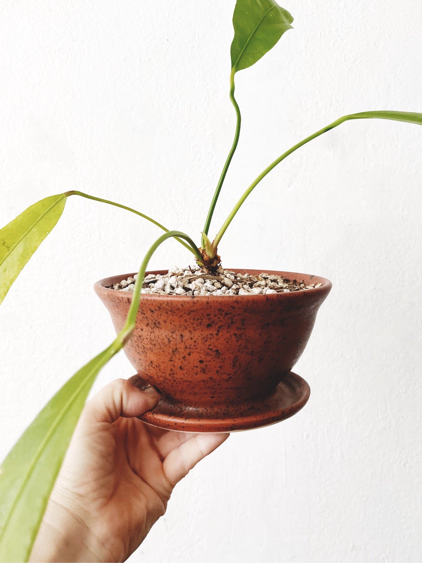 Anthurium Vittarifolium in Clay