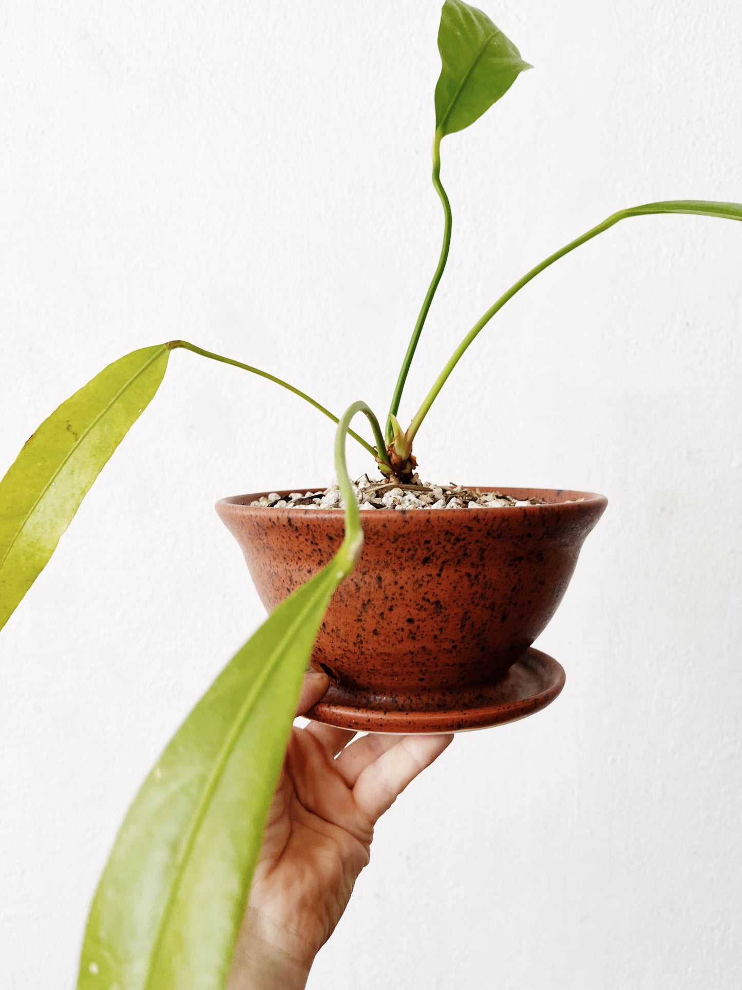 Anthurium Vittarifolium in Clay