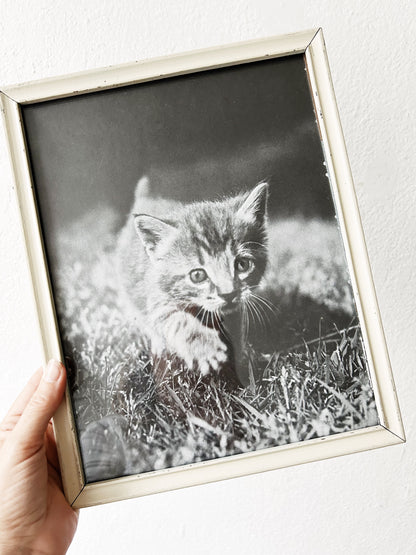 Vintage Enlarged Framed Kitten Photo