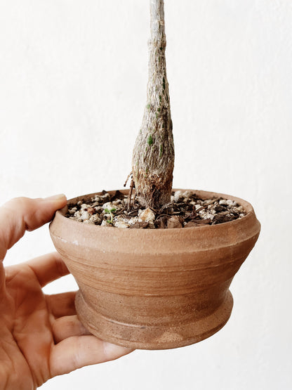 Pseudobombax Ellipticum  in Clay