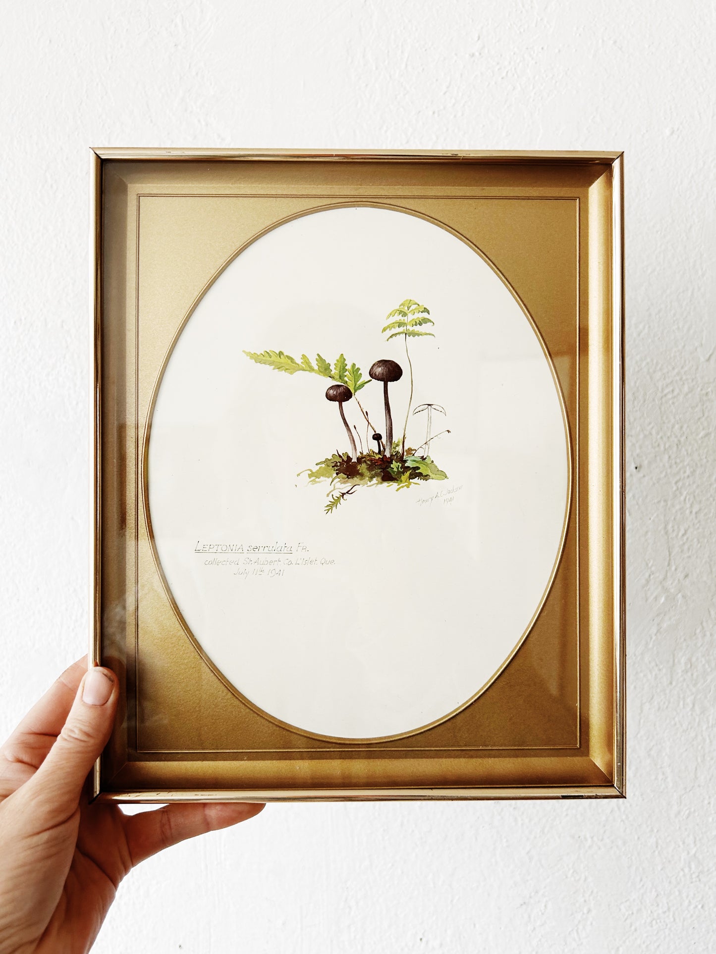 Mid Century Framed Mushroom Book Plate