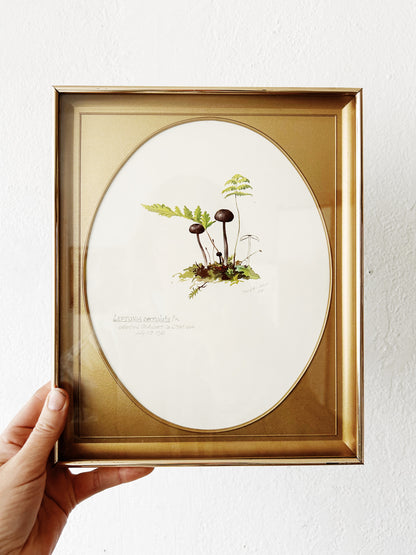 Mid Century Framed Mushroom Book Plate
