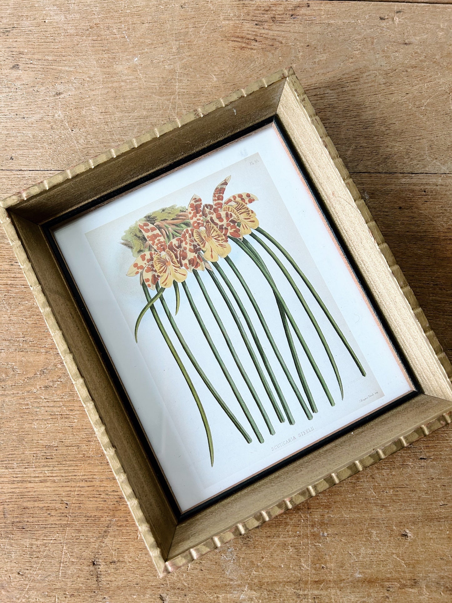 Vintage Framed Botanical Print