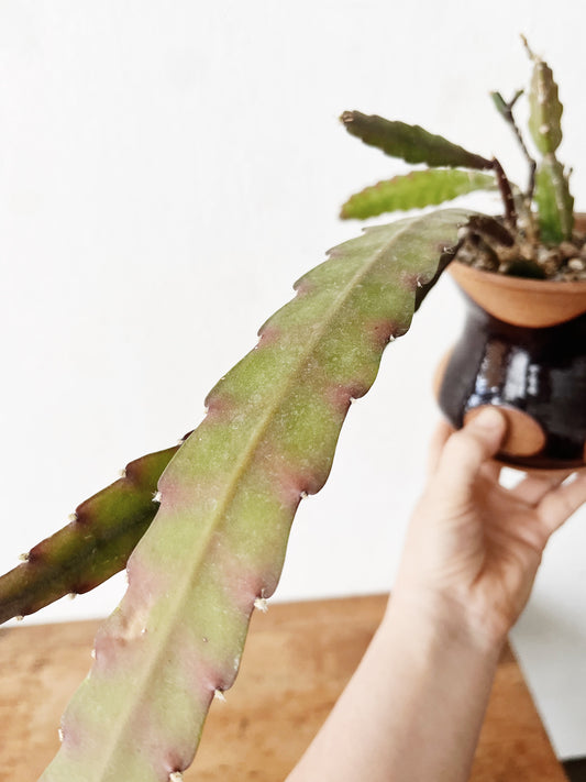 Rare Epiphylum Cactus Potted in Handmade Ceramic