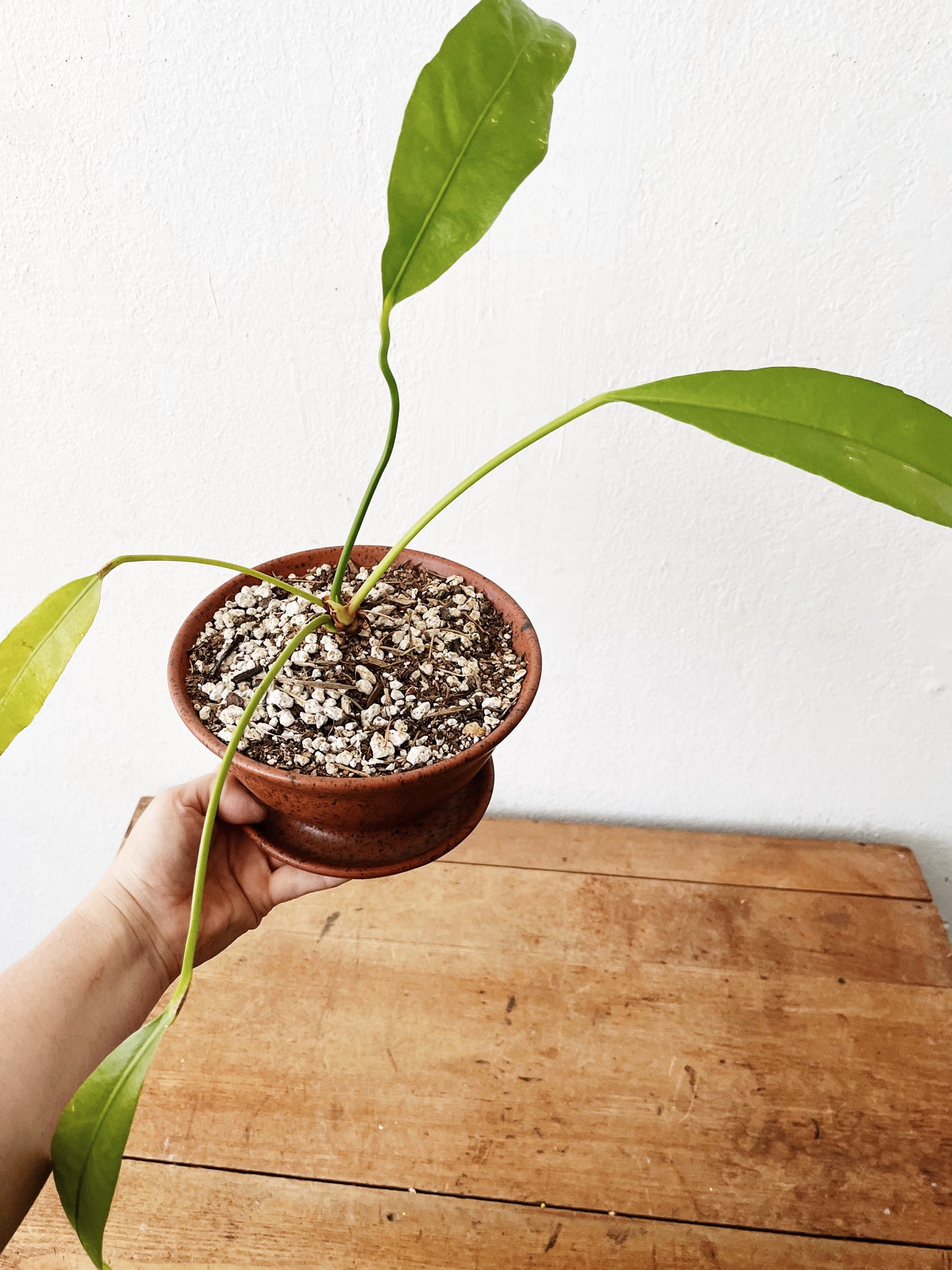 Anthurium Vittarifolium in Clay