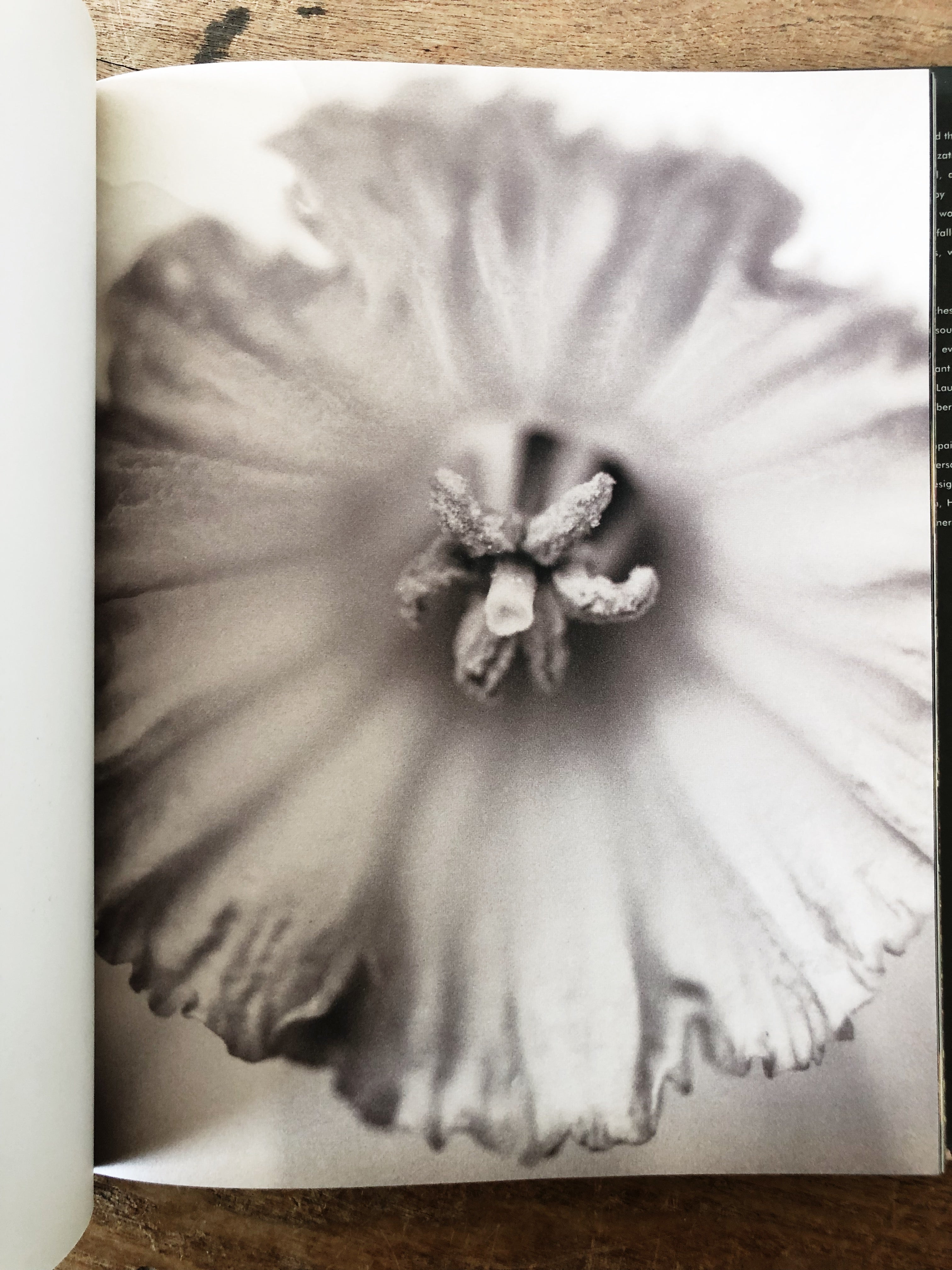 Naked Flowers Exposed Vintage Book – Maven Collective