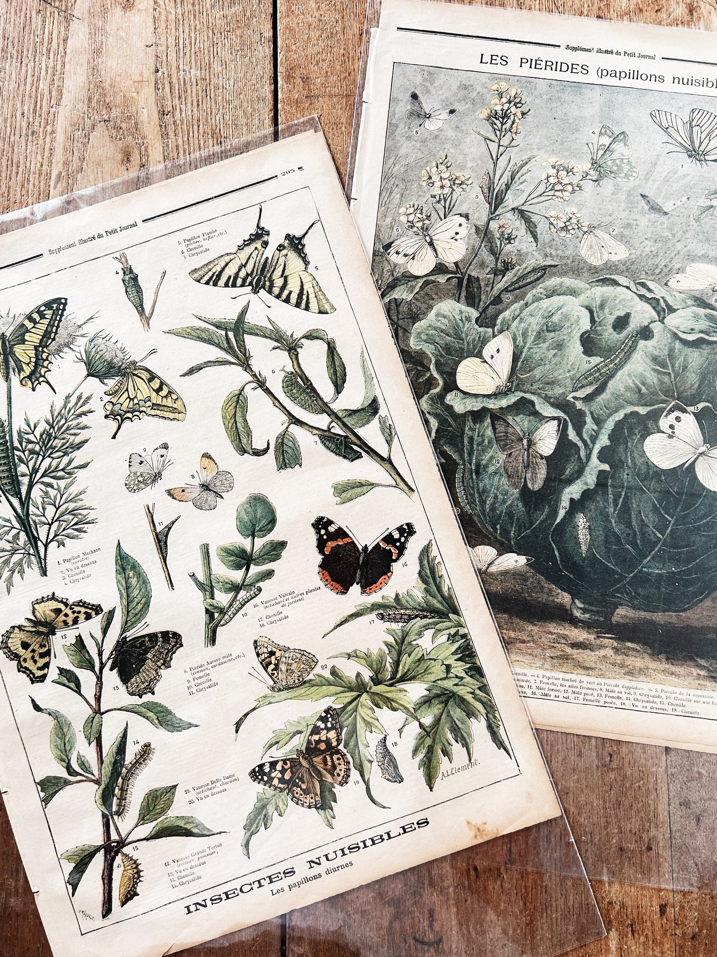 Antique Large French Botanical Print
