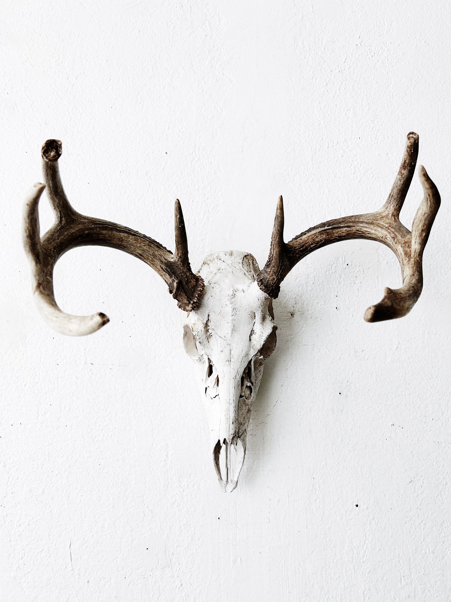 Deer Skull with Antlers