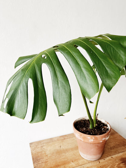 Potted Monstera in Terra