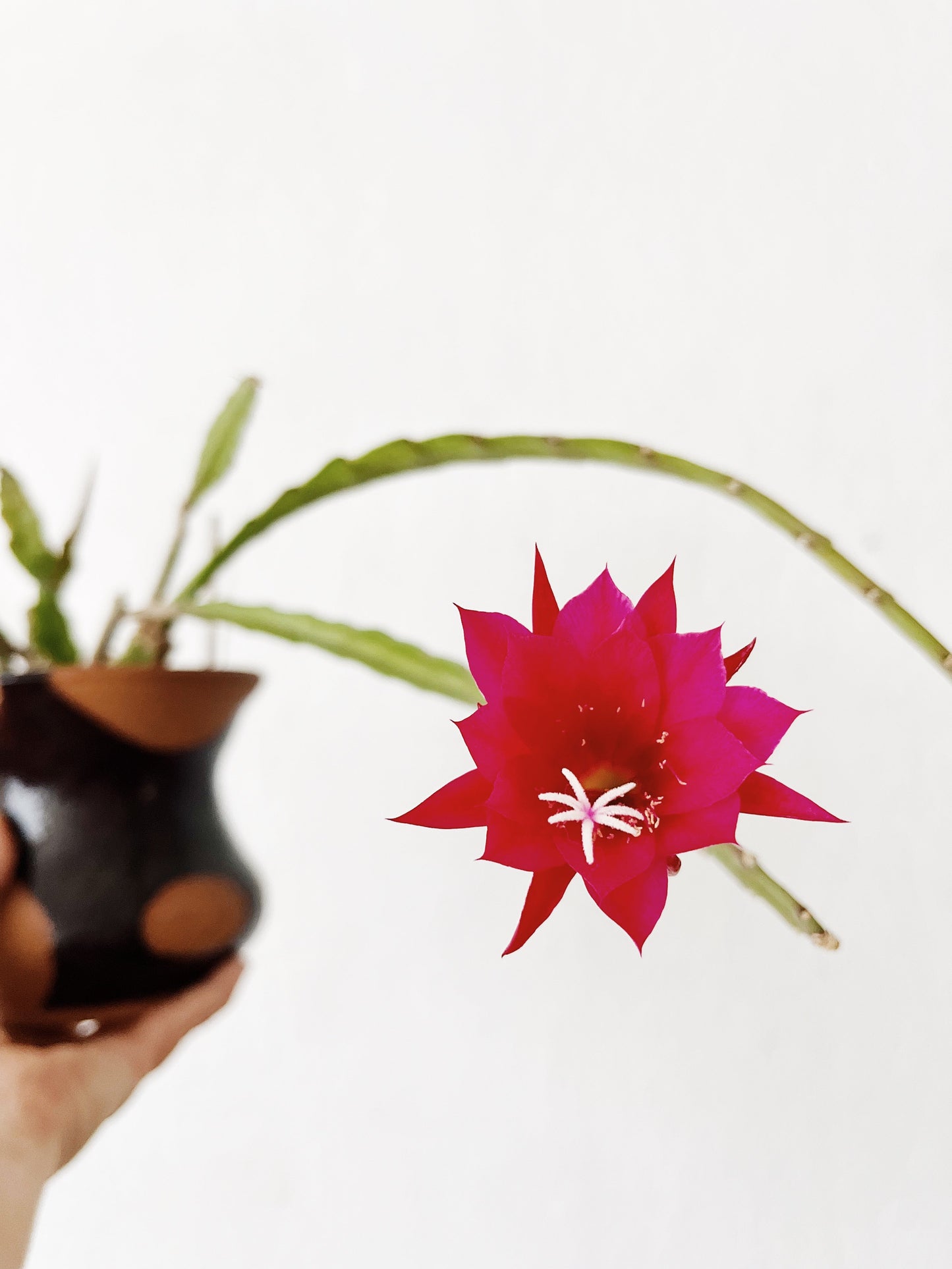 Flowering Epiphyllum in Clay