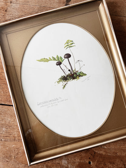Mid Century Framed Mushroom Book Plate