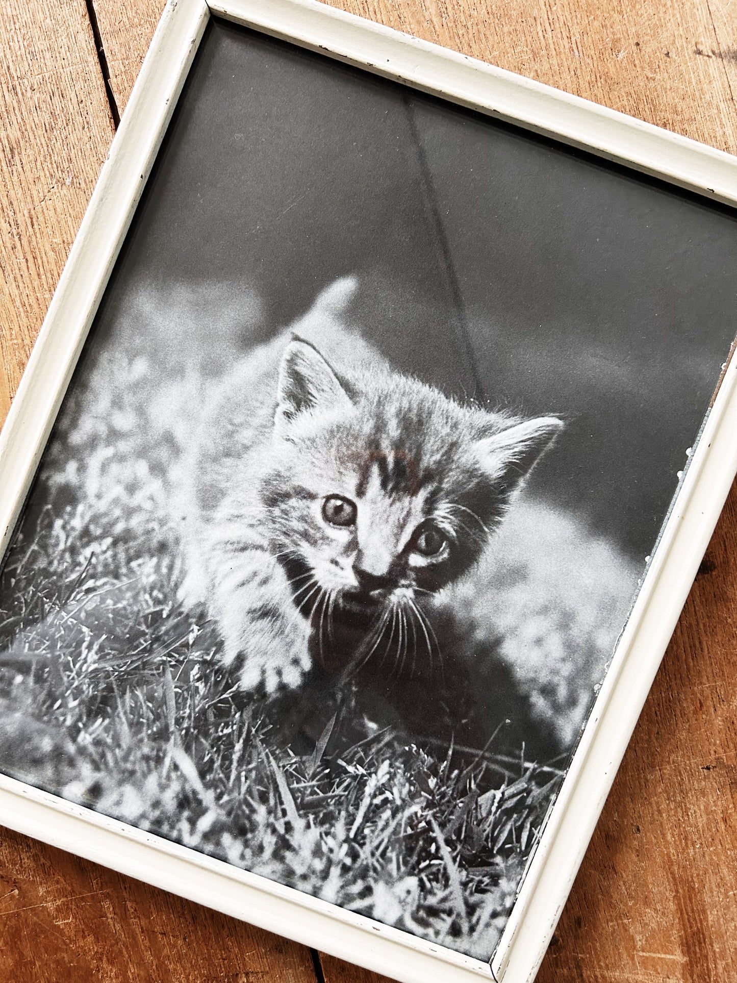 Vintage Enlarged Framed Kitten Photo