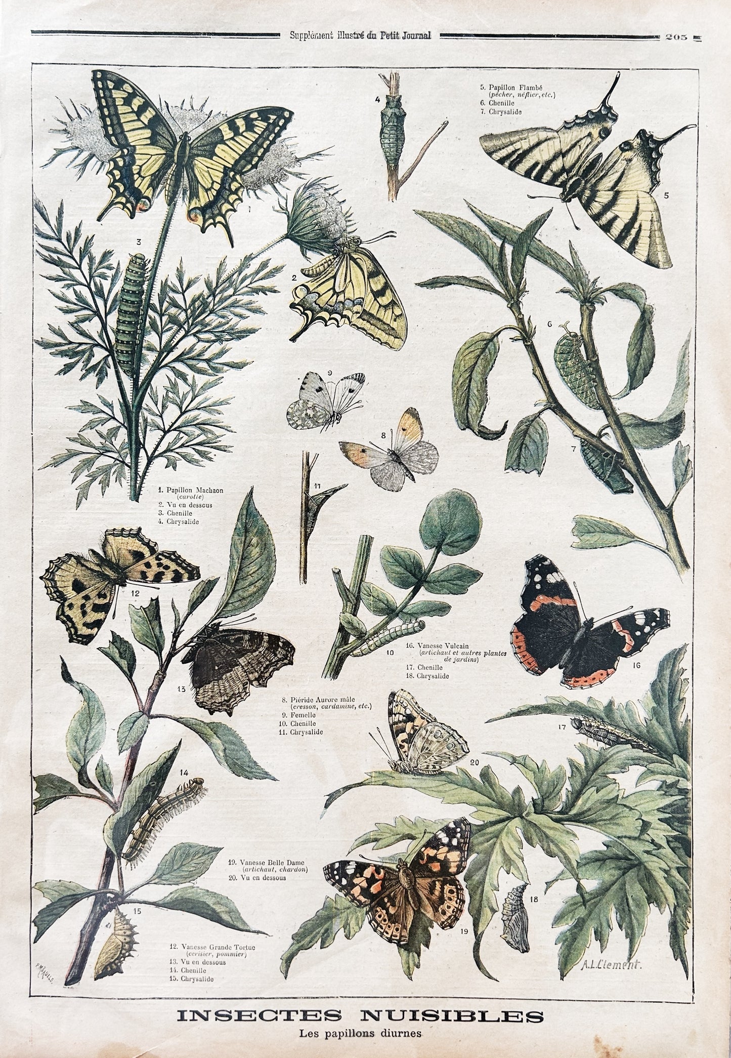 Antique Large French Botanical Print