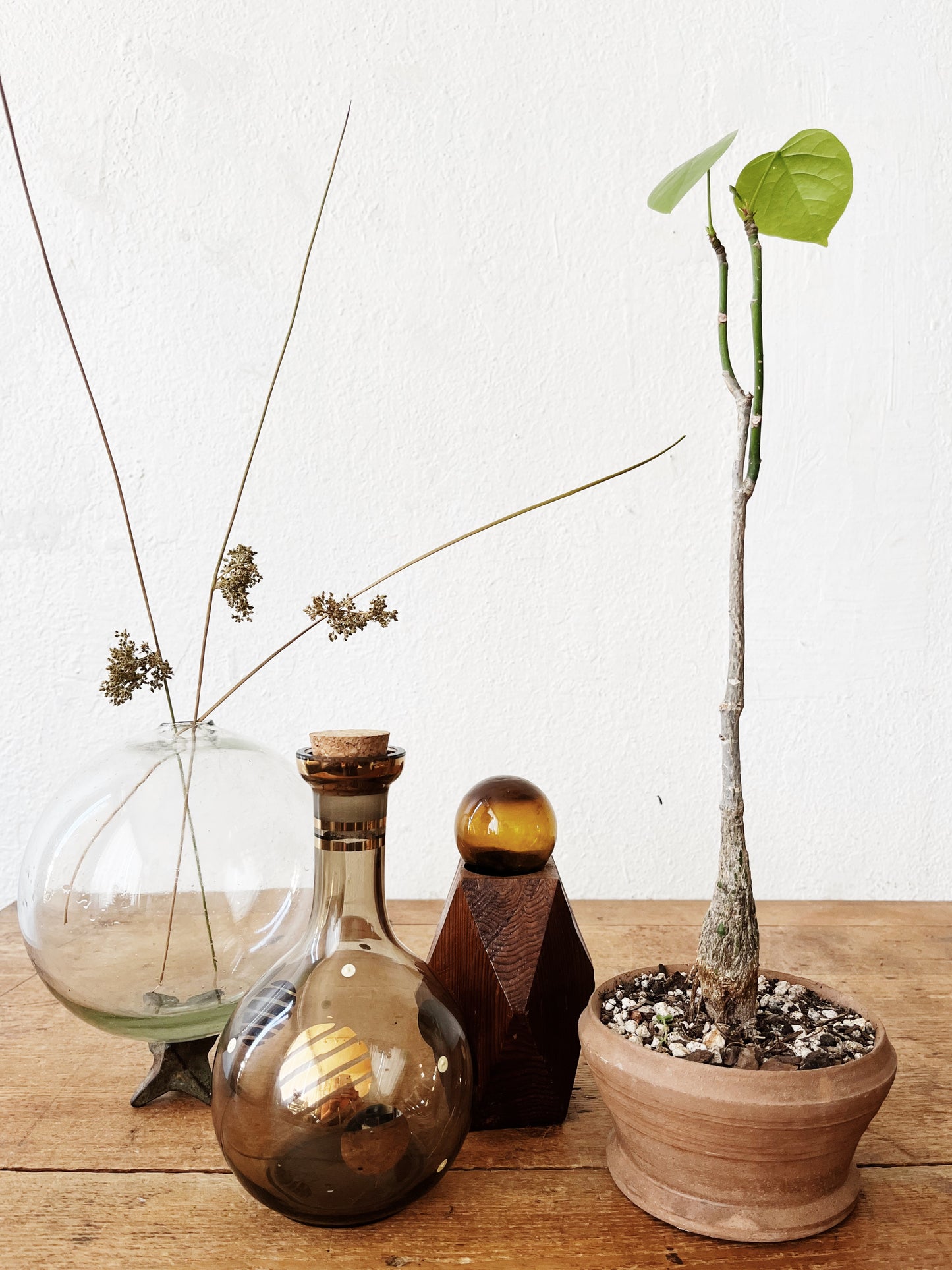 Pseudobombax Ellipticum  in Clay