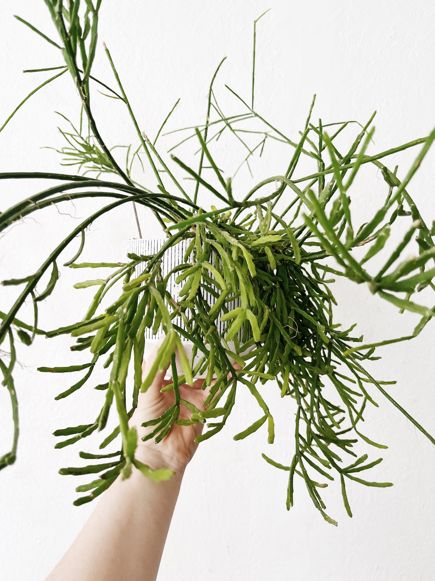 Rhipsalis Ewaldiana in Ceramic