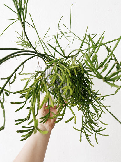 Rhipsalis Ewaldiana in Ceramic