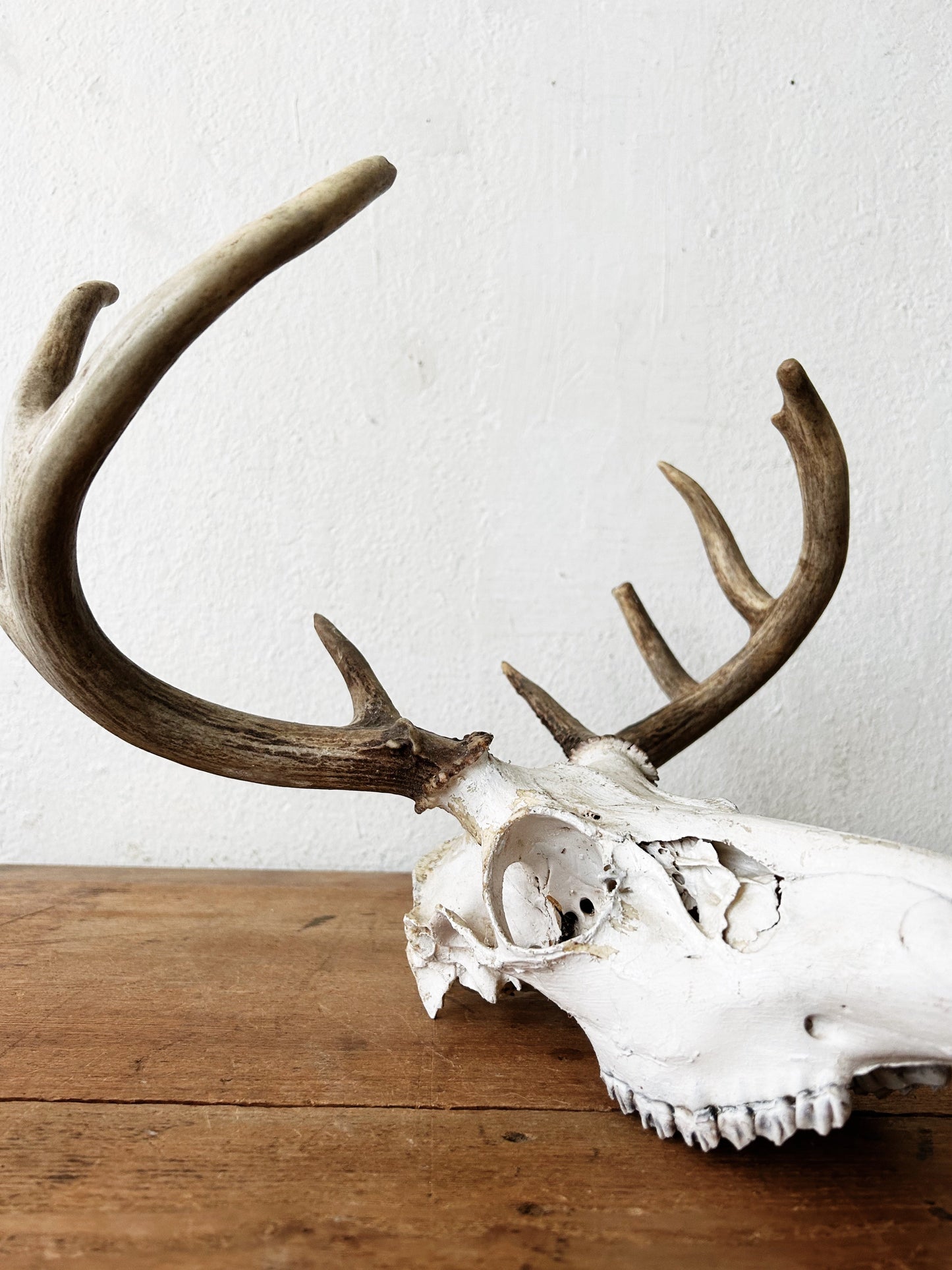 Deer Skull with Antlers