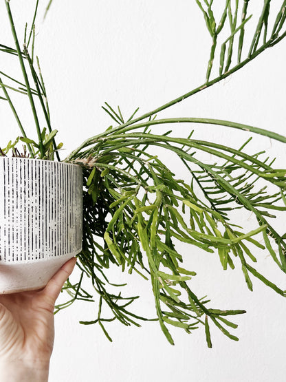 Rhipsalis Ewaldiana in Ceramic