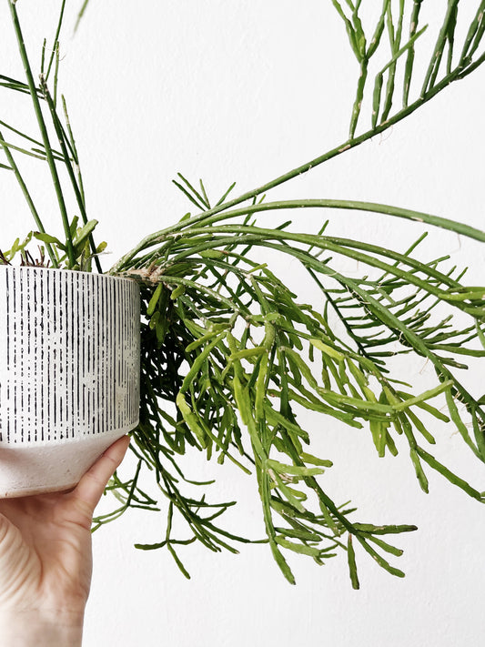 Rhipsalis Ewaldiana in Ceramic