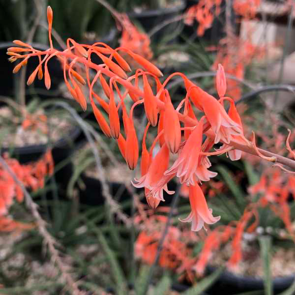 Aloe Bellatula in Vintage Ceramic