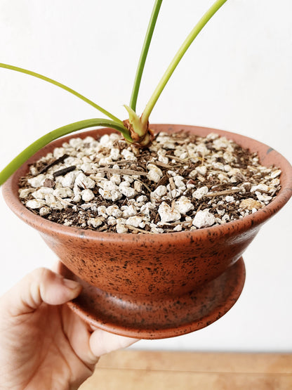 Anthurium Vittarifolium in Clay
