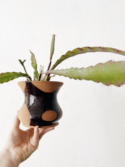Rare Epiphylum Cactus Potted in Handmade Ceramic